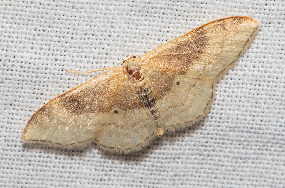 Idaea degeneraria - barnasávos araszoló