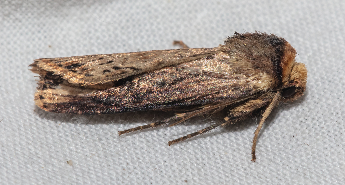 Axylia putris - vonalkás földibagoly