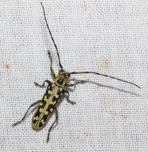 Saperda scalaris - létracincér