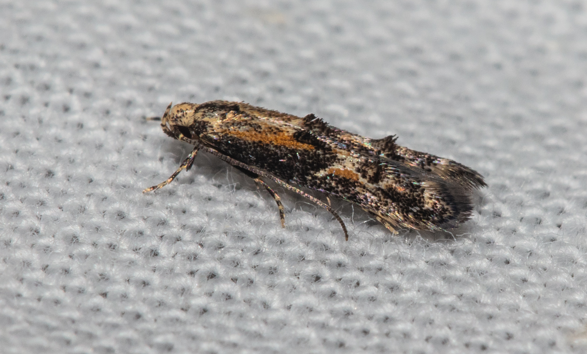Blastodacna