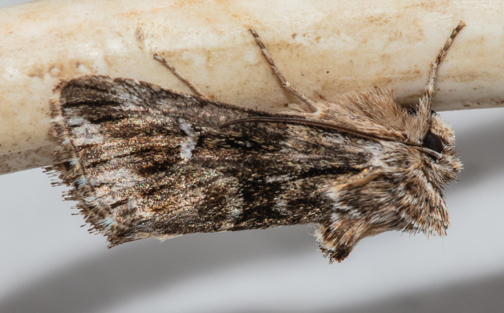 Calophasia lunula - gyújtoványfű-apróbagoly