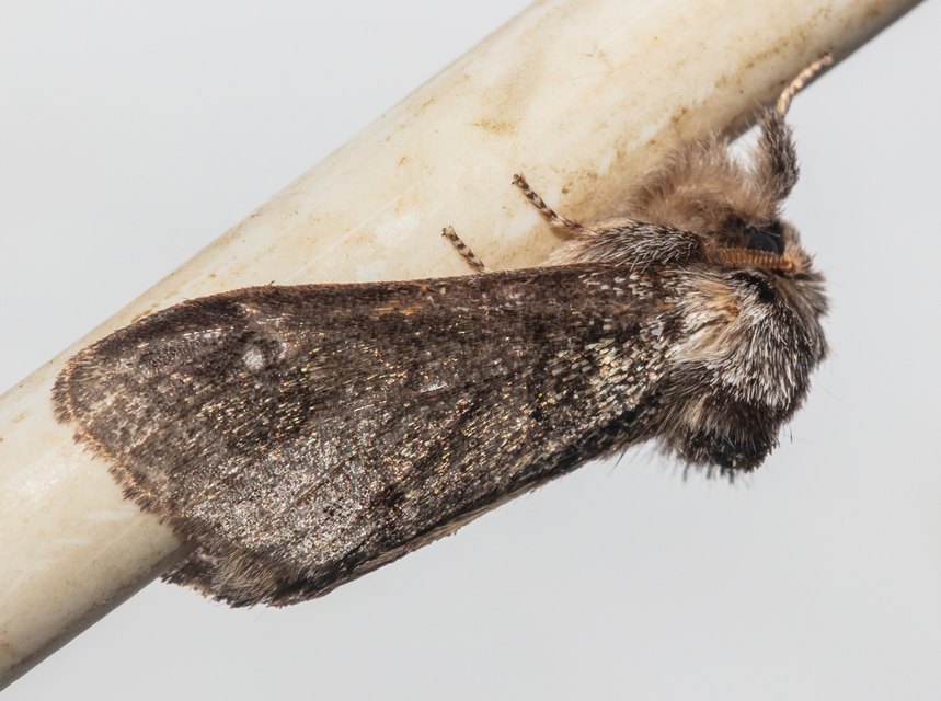 Drymonia dodonea - bélyeges púposszövő