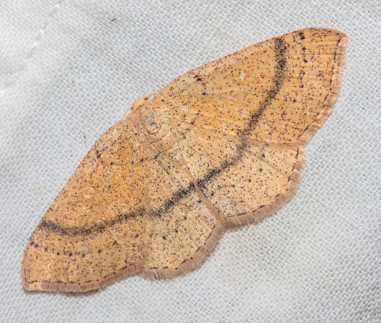 Cyclophora