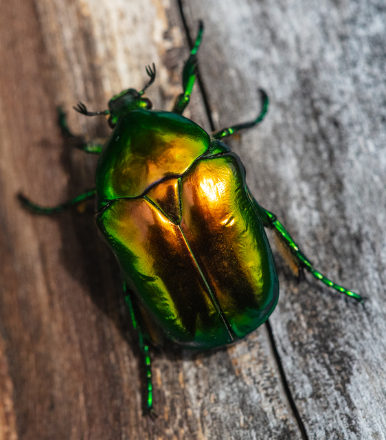 Protaetia speciosissima - pompás virágbogár
