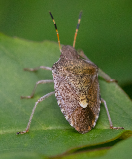 Peribalus strictus - tavaszi címerespoloska Peribalus strictus - tavaszi címerespoloska