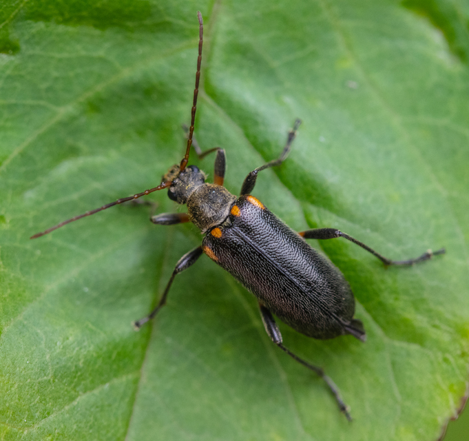 Cortodera humeralis - négyfoltos cserjecincér