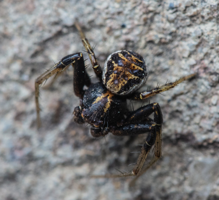 Xysticus