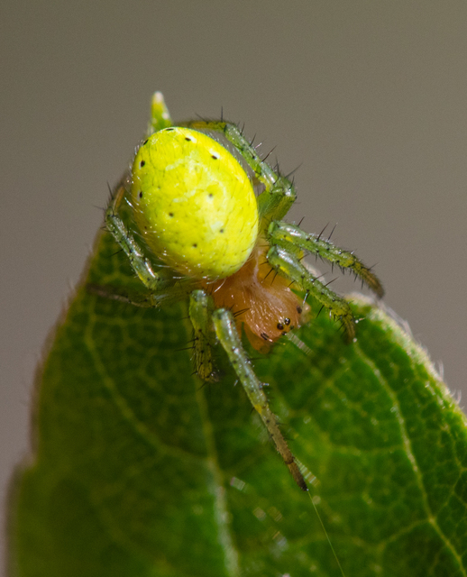 Araniella cucurbitina - zöld keresztespók