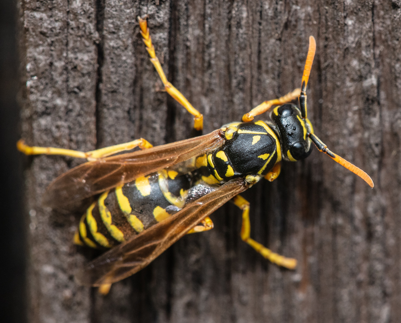 Polistes dominulus - déli papírdarázs