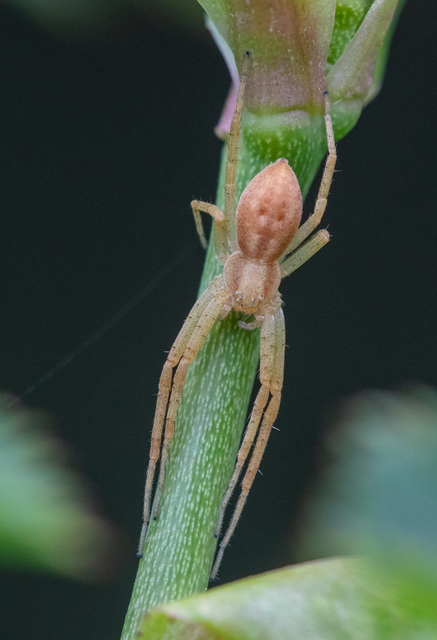 Philodromus