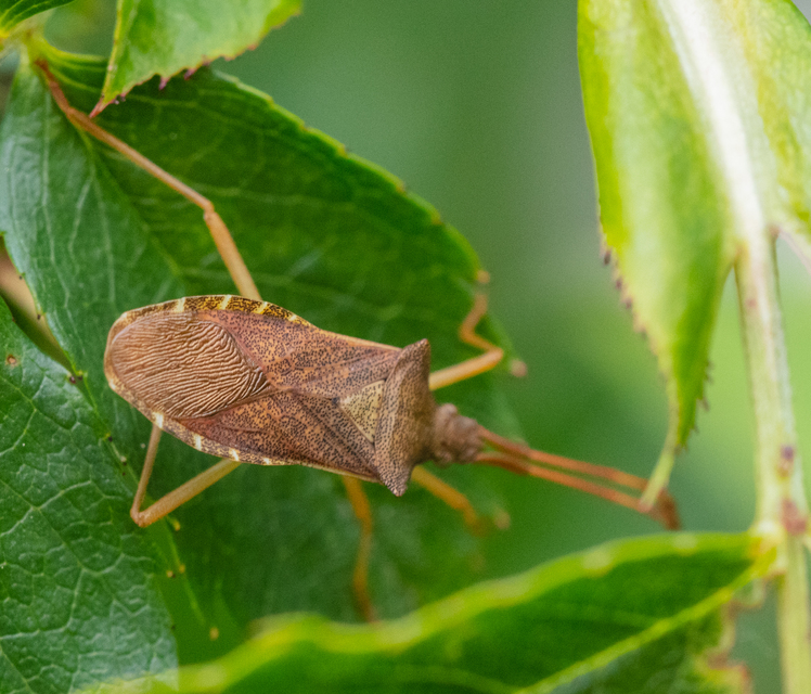 Gonocerus acuteangulatus - aranypetés karimáspoloska