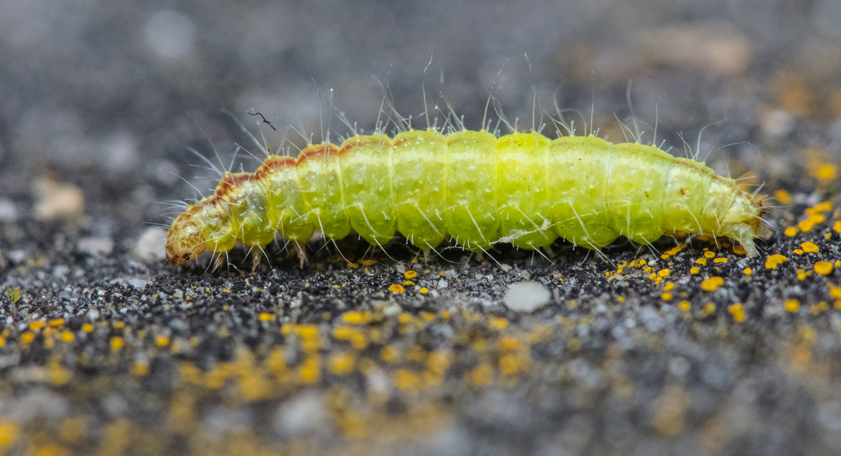Cnaemidophorus rhododactyla - rózsabogyó-tollasmoly