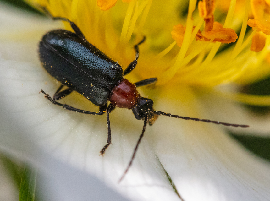 Dinoptera collaris - vörösnyakú virágcincér