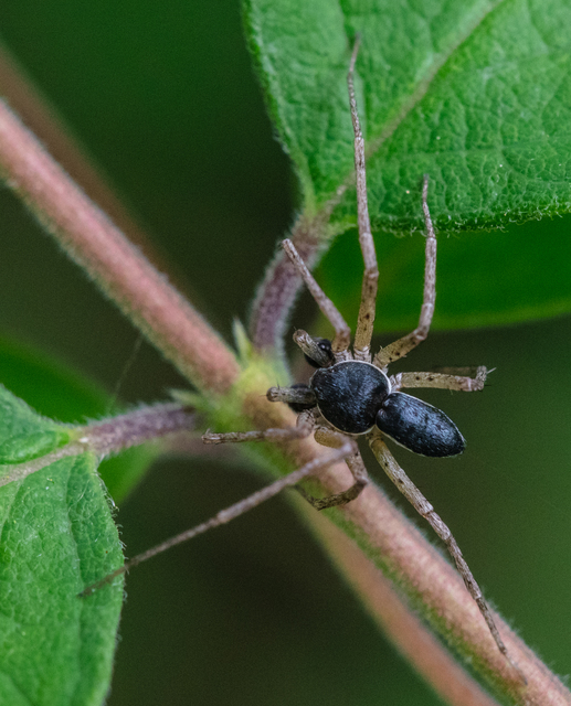Philodromus dispar - lomb karolópók
