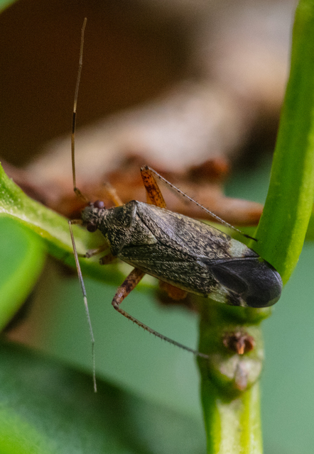 Closterotomus fulvomaculatus - komlópoloska Closterotomus fulvomaculatus - komlópoloska