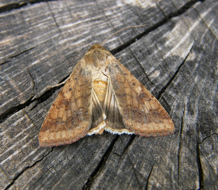 Helicoverpa armigera - kukorica-veteménybagoly