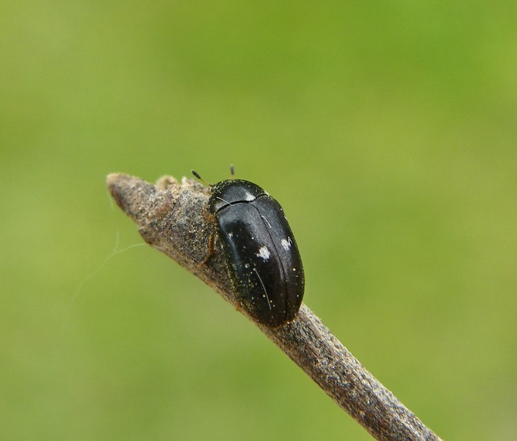 Attagenus pellio - közönséges szűcsbogár