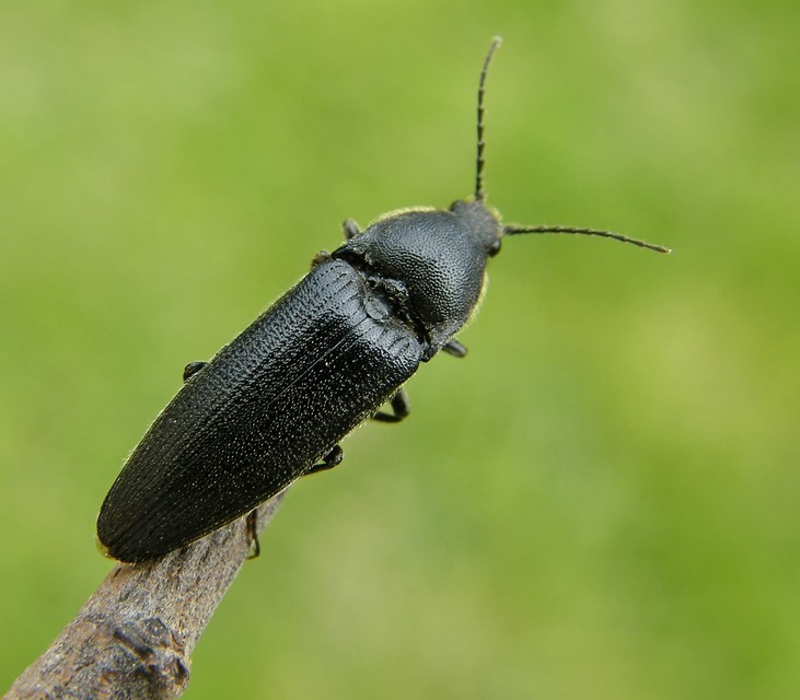 Elateridae - pattanóbogárfélék