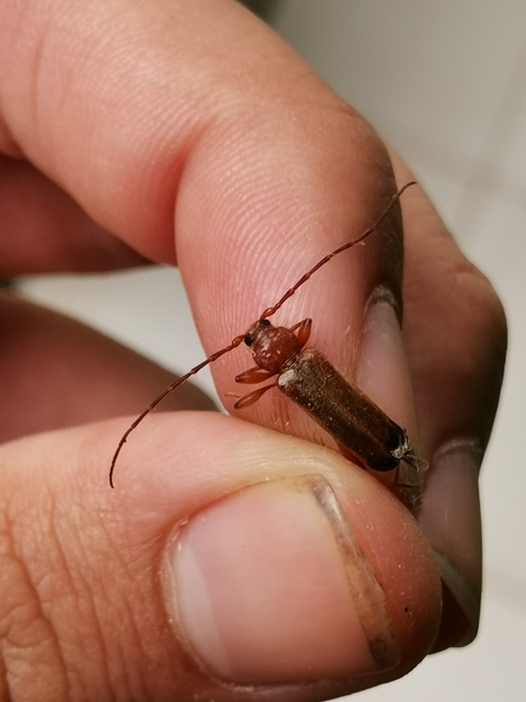Phymatodes testaceus - változékony korongcincér