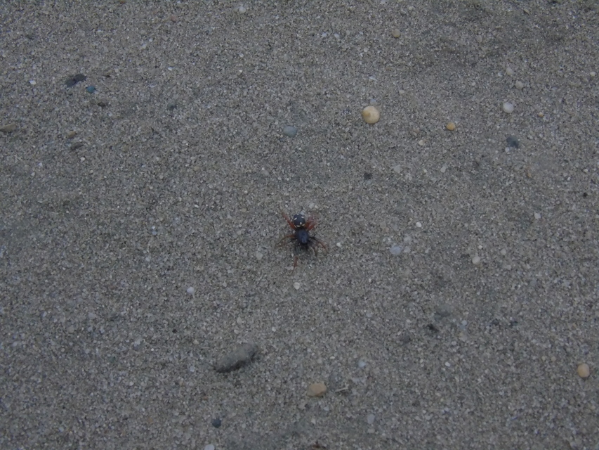 Asagena phalerata/meridionalis