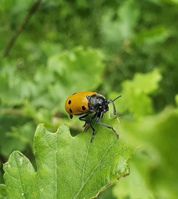 Lachnaia sexpunctata - szőrösnyakú zsákhordóbogár
