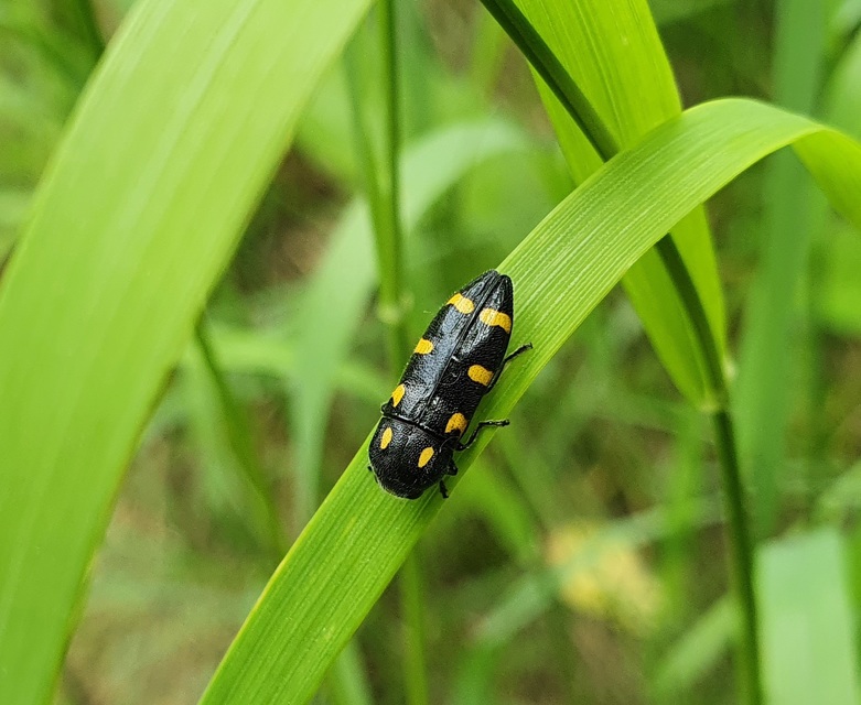 Ptosima undecimmaculata - sárgafoltos díszbogár
