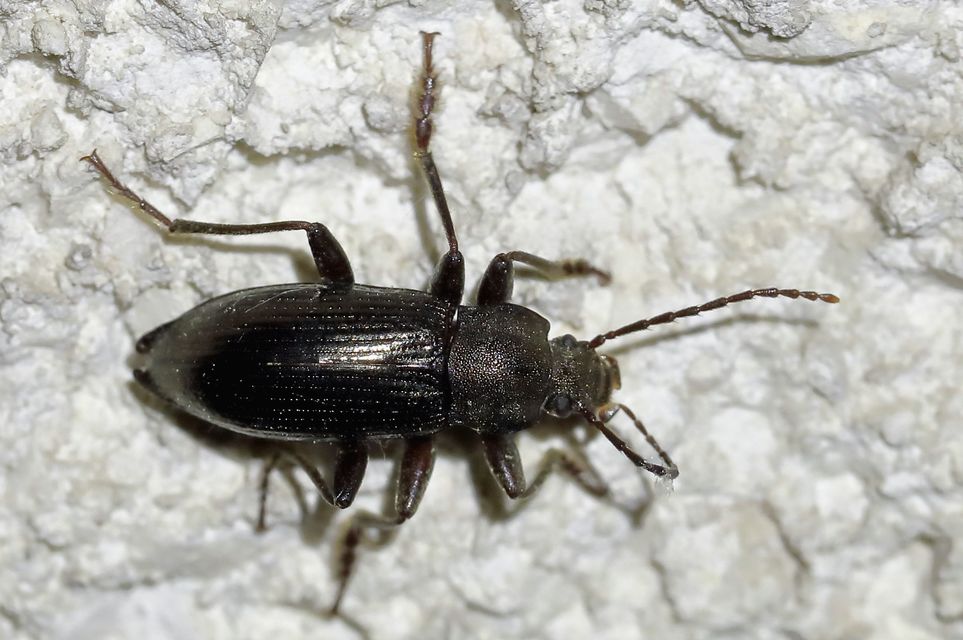 Stenomax aeneus - bronzos gyászbogár