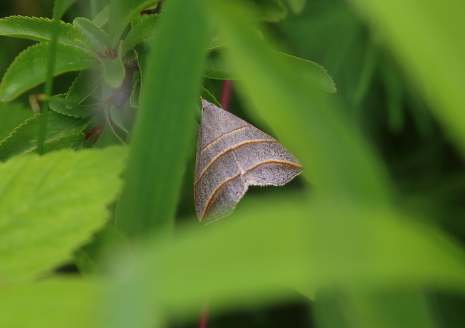 Colobochyla salicalis - háromsávos törpebagoly