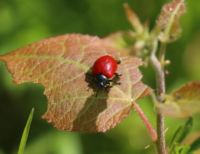 Chrysomela populi - nagy nyárlevelész Chrysomela populi - nagy nyárlevelész