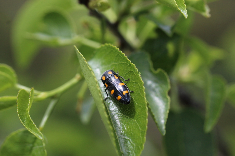 Ptosima undecimmaculata - sárgafoltos díszbogár