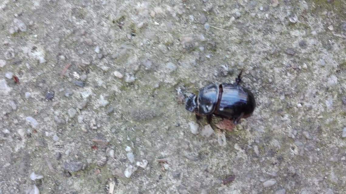 Copris lunaris - közönséges holdszarvú-ganéjtúró