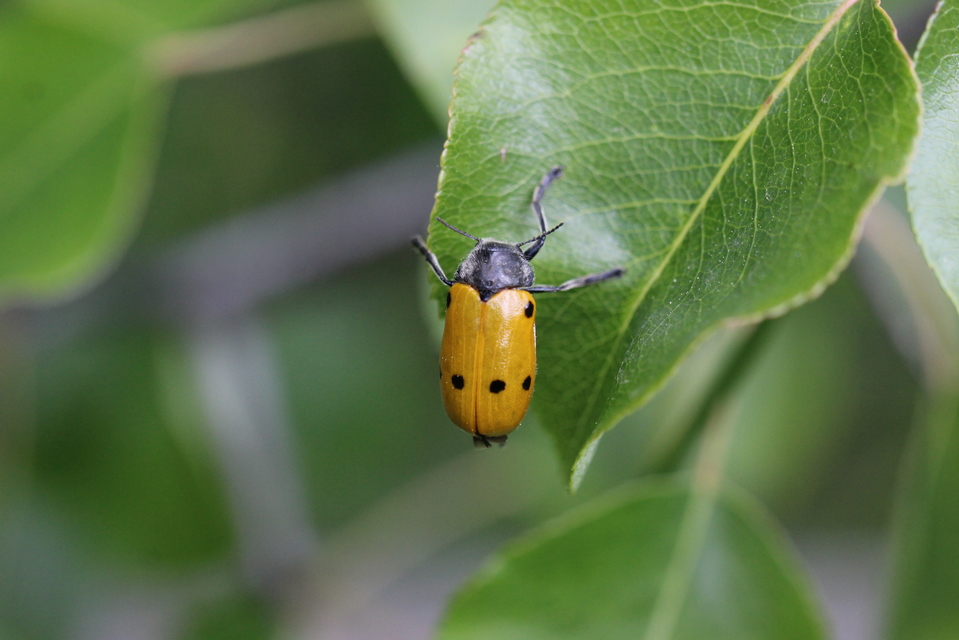 Lachnaia sexpunctata - szőrösnyakú zsákhordóbogár