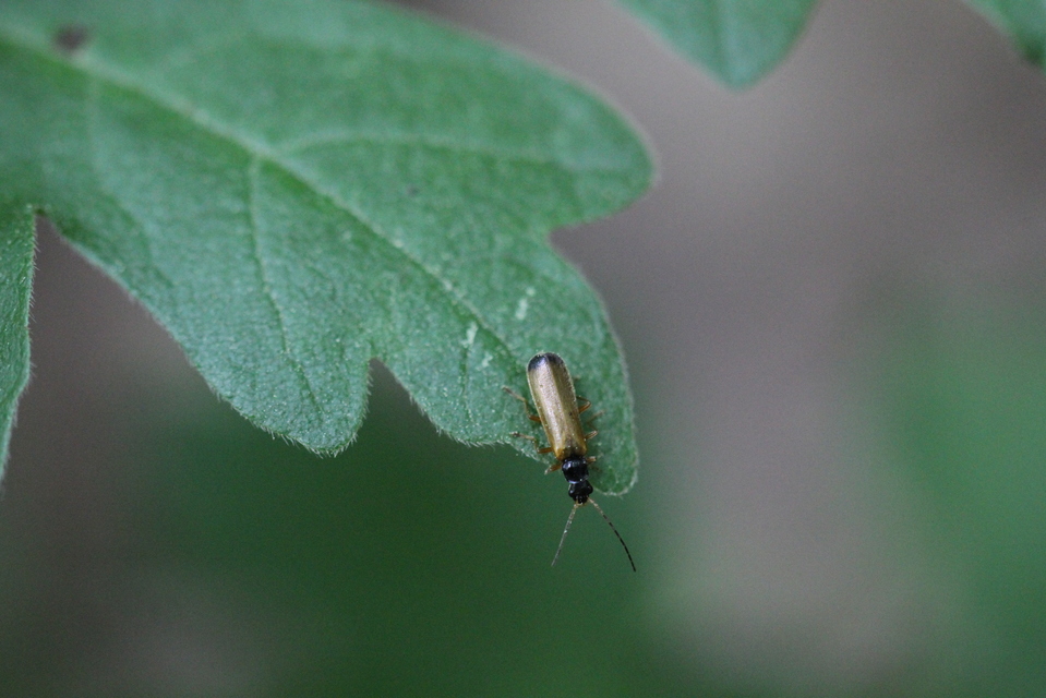 Rhagonycha lignosa - cserjés-lágybogár