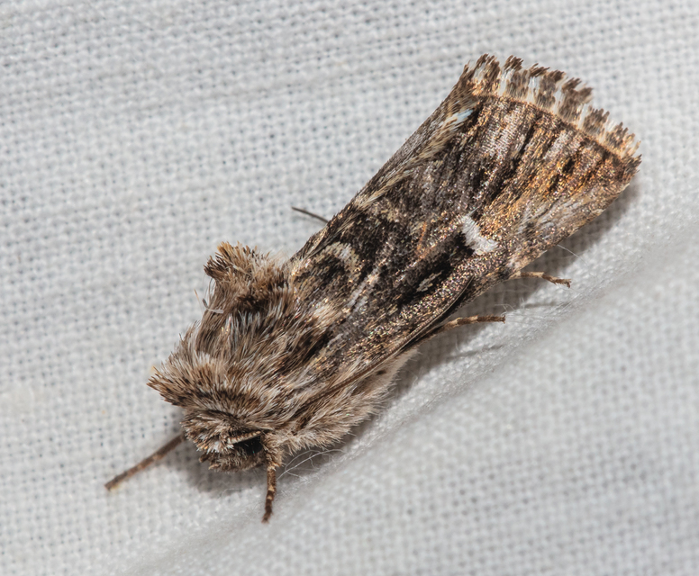 Calophasia lunula - gyújtoványfű-apróbagoly