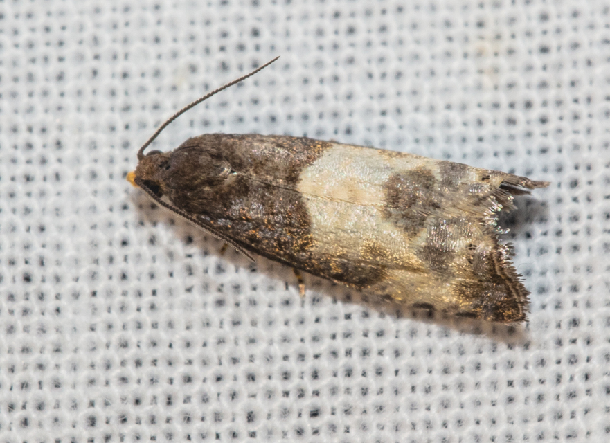 Notocelia cynosbatella - rózsahajtás-tükrösmoly