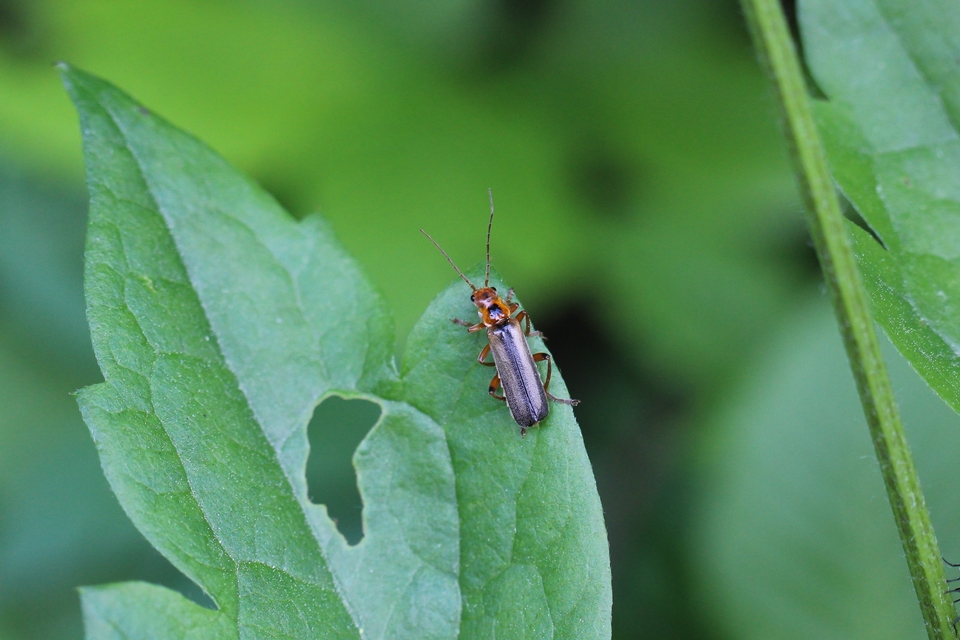 Metacantharis discoidea - fenyves-lágybogár