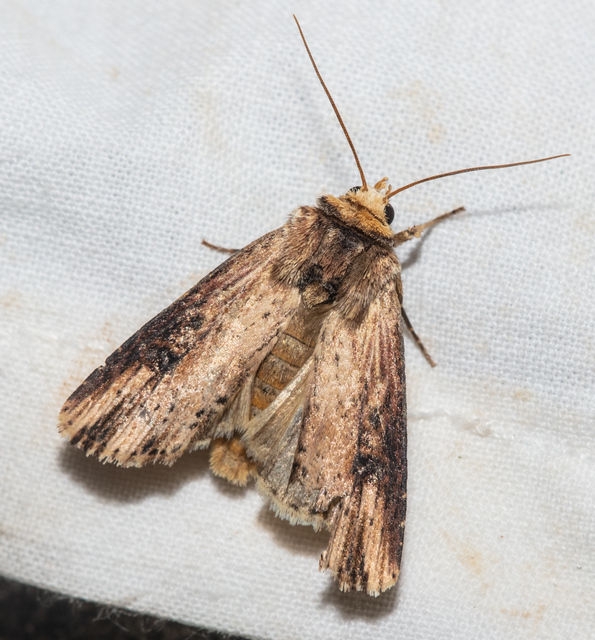 Axylia putris - vonalkás földibagoly