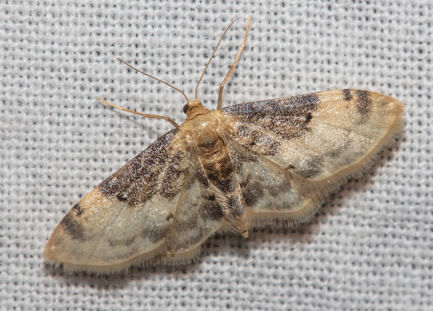 Idaea filicata - sötéttövű apróaraszoló
