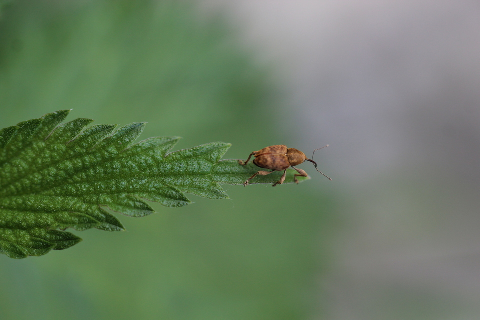 Curculio venosus - tarajos zsuzsóka