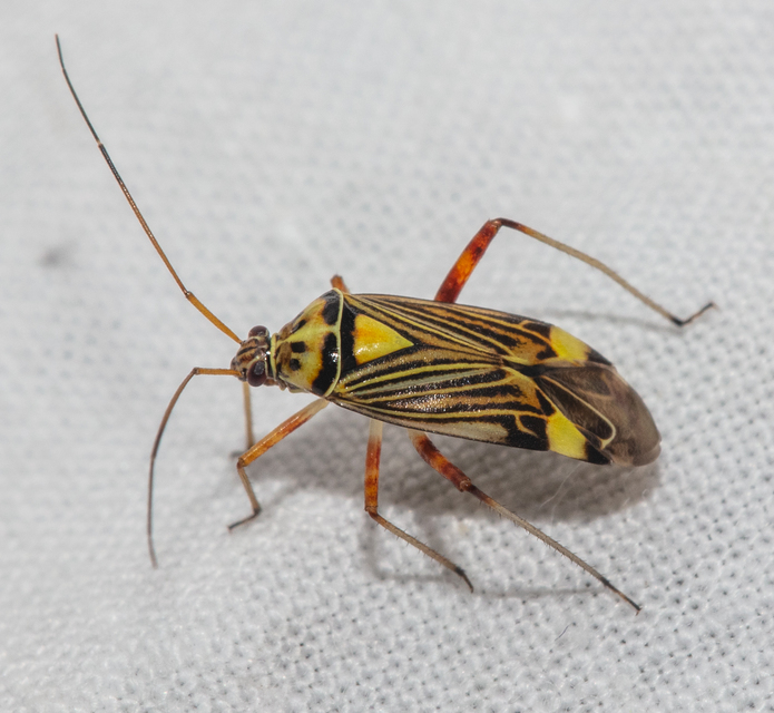Rhabdomiris striatellus - zebra-mezeipoloska
