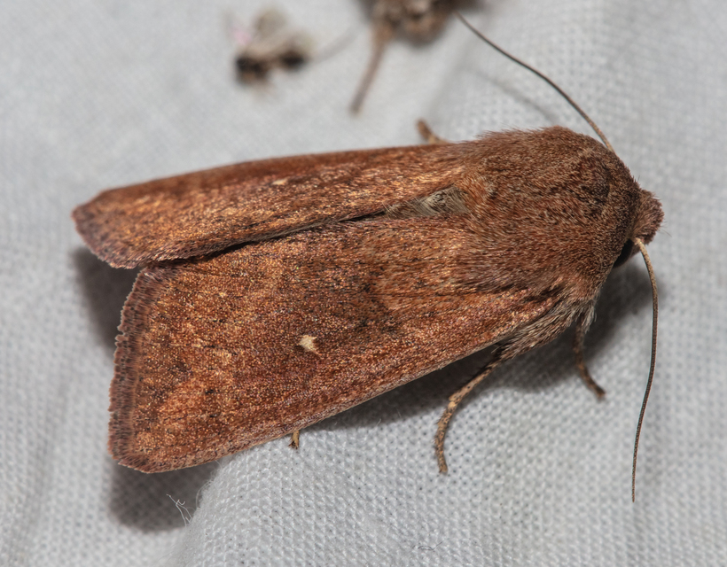 Mythimna albipuncta - fehérpettyes rétibagoly