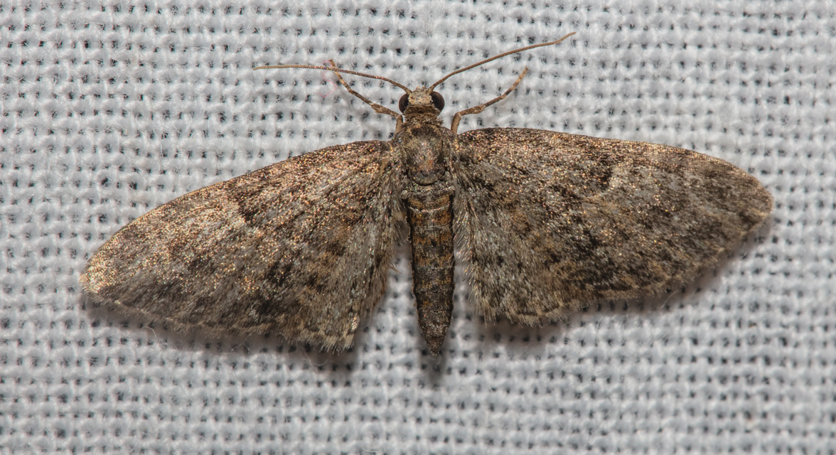 Eupithecia dodoneata - tölgy-törpearaszoló