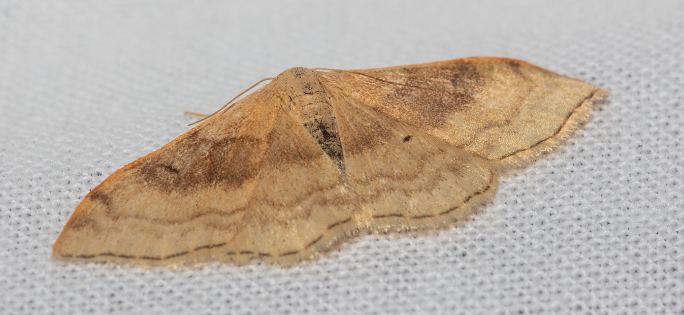 Idaea degeneraria - barnasávos araszoló