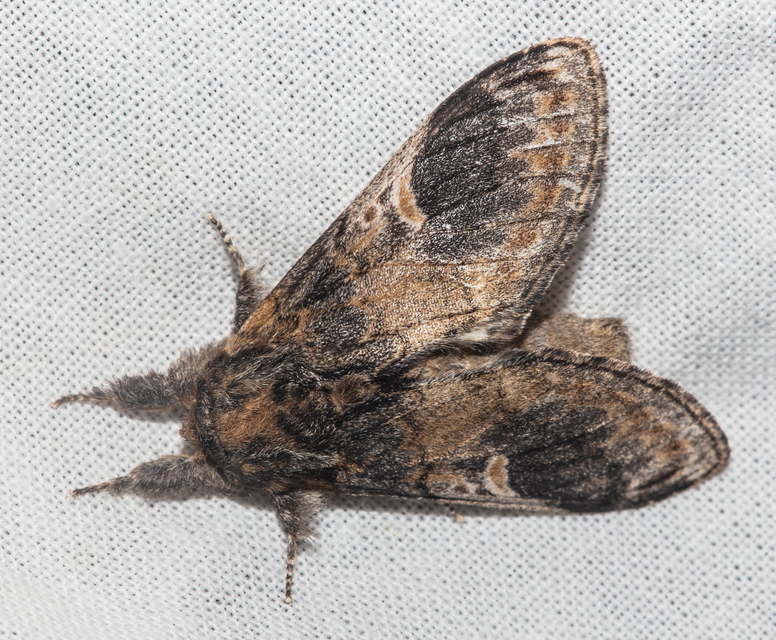 Notodonta tritophus - tarajos púposszövő
