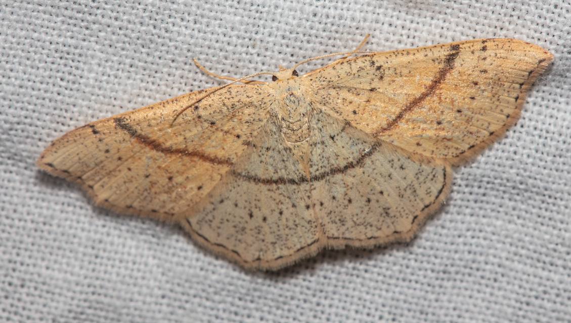 Cyclophora punctaria - sávos pettyesaraszoló