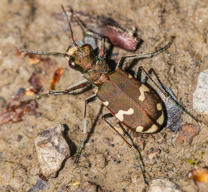 Cicindela sylvicola - erdei homokfutrinka