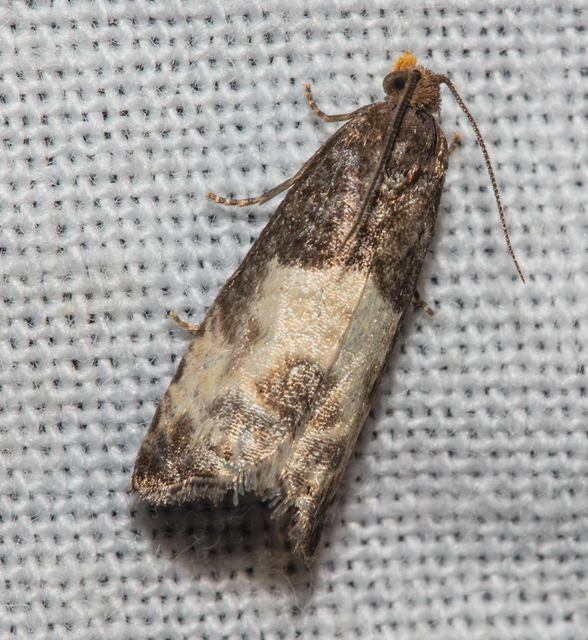 Notocelia cynosbatella - rózsahajtás-tükrösmoly