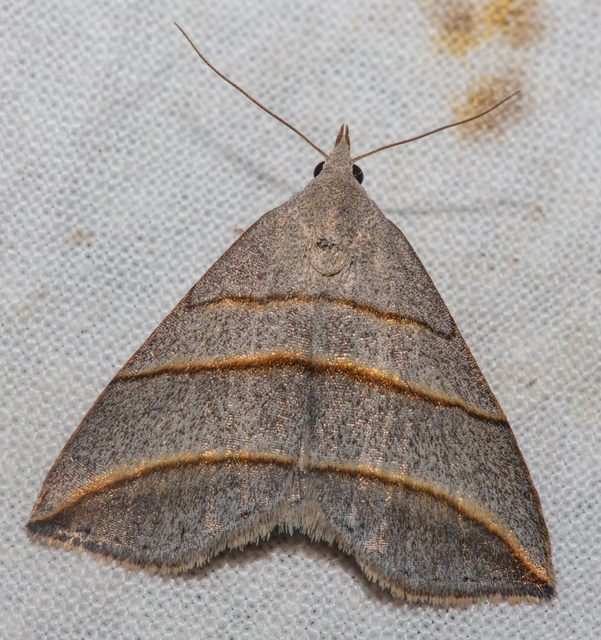Colobochyla salicalis - háromsávos törpebagoly