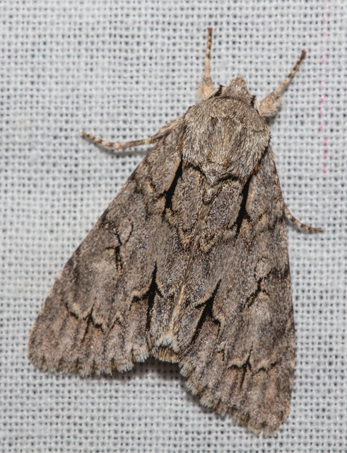 Acronicta cuspis/tridens/psi