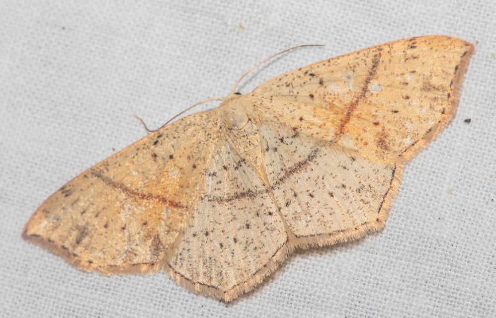Cyclophora punctaria - sávos pettyesaraszoló